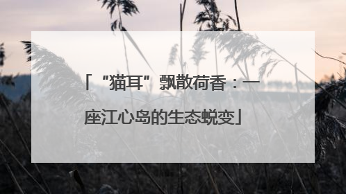 “猫耳”飘散荷香：一座江心岛的生态蜕变