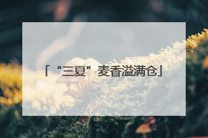 “三夏”麦香溢满仓