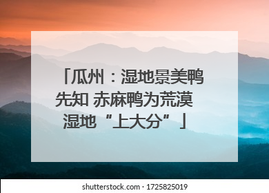 瓜州：湿地景美鸭先知 赤麻鸭为荒漠湿地“上大分”