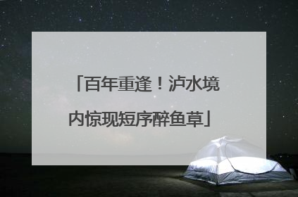 百年重逢！泸水境内惊现短序醉鱼草