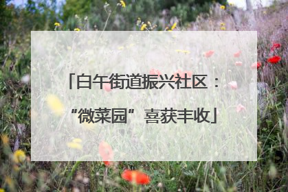 白午街道振兴社区：“微菜园”喜获丰收
