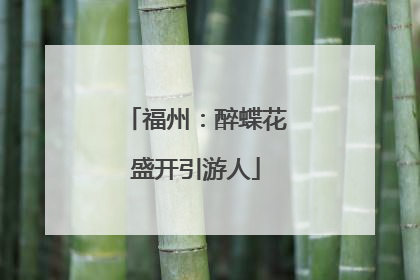 福州：醉蝶花盛开引游人