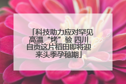 科技助力应对罕见高温“烤”验 四川自贡这片稻田即将迎来头季孕穗期