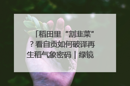 稻田里“割韭菜”？看自贡如何破译再生稻气象密码｜绿镜头·发现中国
