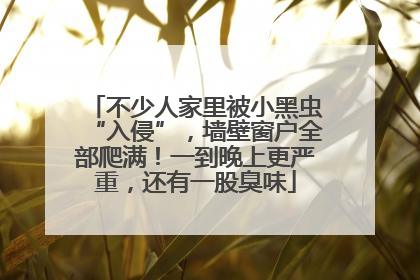 不少人家里被小黑虫“入侵”，墙壁窗户全部爬满！一到晚上更严重，还有一股臭味