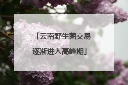云南野生菌交易逐渐进入高峰期