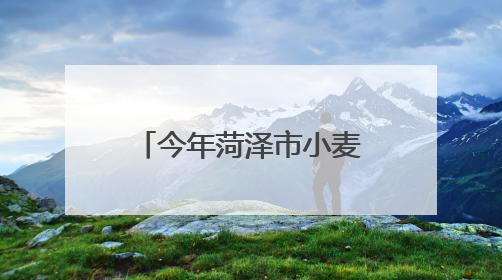 今年菏泽市小麦应收面积约930万亩，超九成小麦已颗粒归仓
