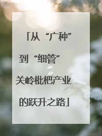 从“广种”到“细管” 关岭枇杷产业的跃升之路