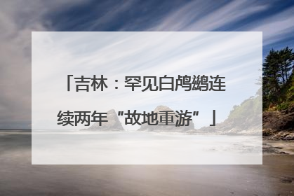 吉林：罕见白鸬鹚连续两年“故地重游”