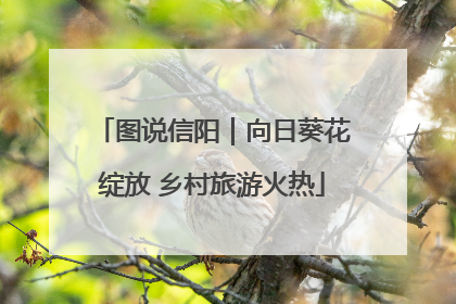 图说信阳｜向日葵花绽放 乡村旅游火热