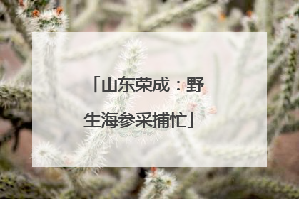 山东荣成：野生海参采捕忙