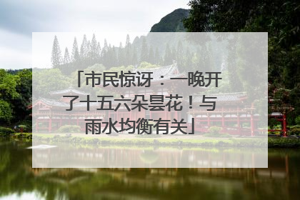 市民惊讶：一晚开了十五六朵昙花！与雨水均衡有关