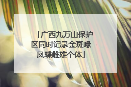 广西九万山保护区同时记录金斑喙凤蝶雌雄个体