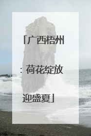 广西梧州：荷花绽放迎盛夏