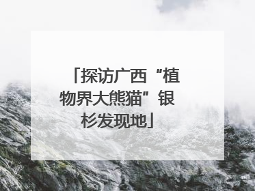 探访广西“植物界大熊猫”银杉发现地