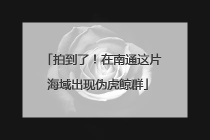 拍到了！在南通这片海域出现伪虎鲸群