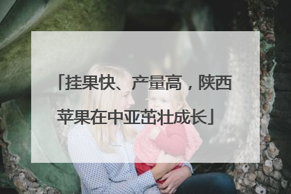挂果快、产量高，陕西苹果在中亚茁壮成长
