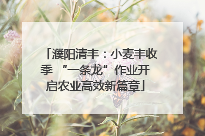 濮阳清丰：小麦丰收季 “一条龙”作业开启农业高效新篇章