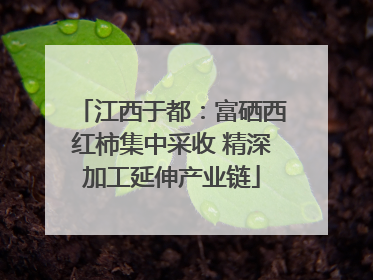 江西于都：富硒西红柿集中采收 精深加工延伸产业链