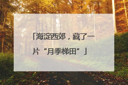 海淀西郊，藏了一片“月季梯田”