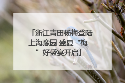 浙江青田杨梅登陆上海豫园 盛夏“梅”好盛宴开启