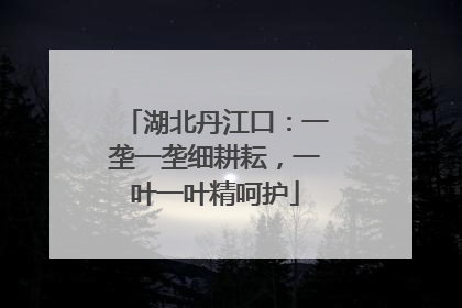 湖北丹江口：一垄一垄细耕耘，一叶一叶精呵护