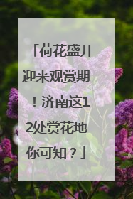 荷花盛开迎来观赏期！济南这12处赏花地你可知？
