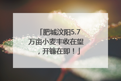 肥城汶阳5.7万亩小麦丰收在望，开镰在即！