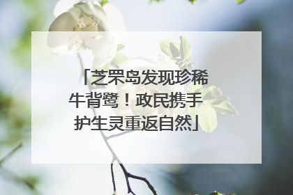 芝罘岛发现珍稀牛背鹭！政民携手护生灵重返自然
