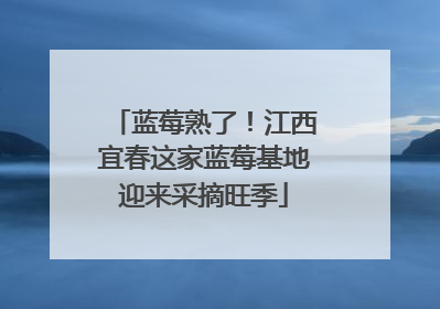 蓝莓熟了！江西宜春这家蓝莓基地迎来采摘旺季