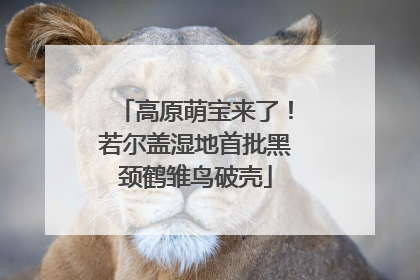 高原萌宝来了！若尔盖湿地首批黑颈鹤雏鸟破壳